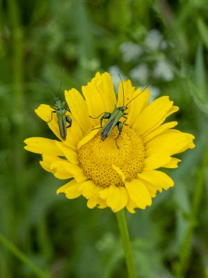 insect on flower / Animals  photography by Photographer bertrand bigo | STRKNG