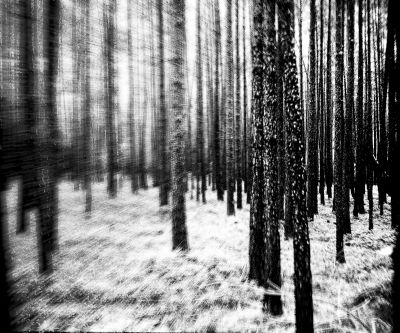 Moving Trees / Abstrakt  Fotografie von Fotograf Rolf Florschuetz ★2 | STRKNG