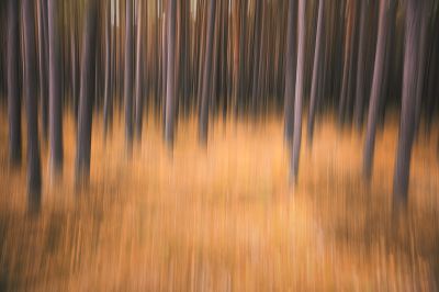 Colors of Autumn / Abstrakt  Fotografie von Fotograf Rolf Florschuetz ★2 | STRKNG