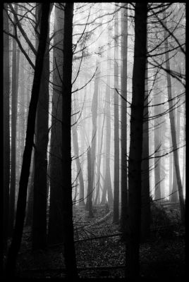 Misty, moody forest / Landscapes  photography by Photographer Jakob L. ★2 | STRKNG