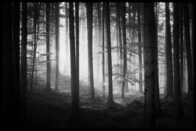 Woodland morning light / Landscapes  Fotografie von Fotograf Jakob L. ★2 | STRKNG