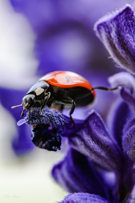 Marienkäfer - &copy; AD-Makrofotografie | Makro