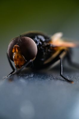 Nah / Makro  Fotografie von Fotograf AD-Makrofotografie | STRKNG