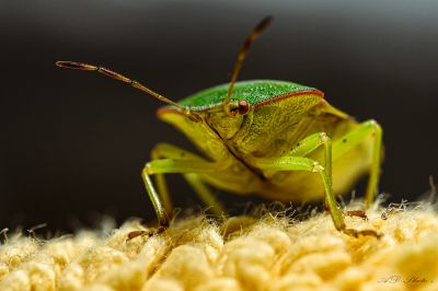 Baumwanze / Makro  Fotografie von Fotograf AD-Makrofotografie | STRKNG