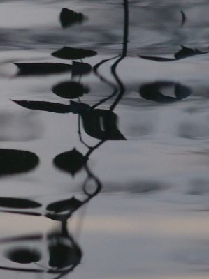 Dream Leaves / Wasserlandschaften  Fotografie von Fotograf Blühfeldt | STRKNG