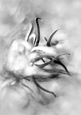 fire of life / Schwarz-weiss  Fotografie von Fotografin bubadibub ★6 | STRKNG