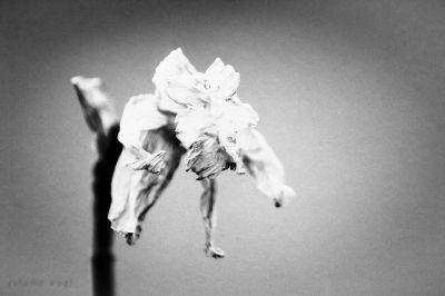 Flower / Natur  Fotografie von Fotograf Roland Vogt | STRKNG
