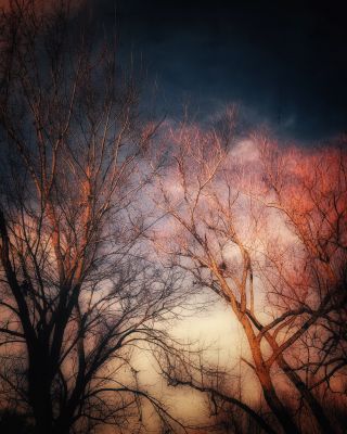 trees bathed in light / Natur  Fotografie von Fotografin hope | STRKNG