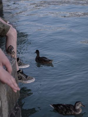 Friendly Ducks / Tiere  Fotografie von Fotograf Andrii Fesenko | STRKNG
