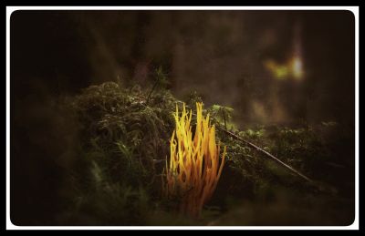 Herbstfeuer / Landscapes  photography by Photographer TDK ★1 | STRKNG
