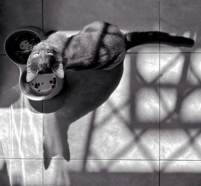 Toulouse / Tiere  Fotografie von Fotograf Alexi Wiedemann | STRKNG