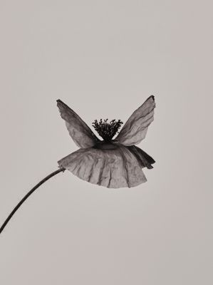 Poppy I / Still-Leben  Fotografie von Fotograf Rudolf Horaczek ★3 | STRKNG