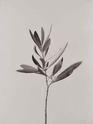 Olive Branch / Still-Leben  Fotografie von Fotograf Rudolf Horaczek ★3 | STRKNG