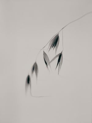 Wild Oat / Still-Leben  Fotografie von Fotograf Rudolf Horaczek ★3 | STRKNG