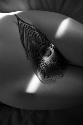 A peacock feather / Nude  photography by Photographer Biljana Radojicic ★5 | STRKNG