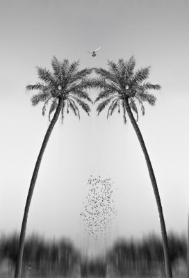 standing palms do not die / Fine Art  photography by Photographer mona zoghibi | STRKNG