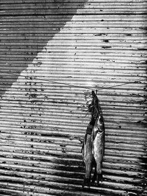 Fish for sale / Black and White  photography by Photographer Sanaz Babaei ★1 | STRKNG