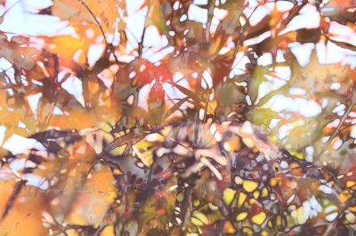 Mapleleaves / Fine Art  photography by Photographer Egbert Krupp | STRKNG