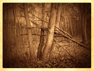 broken fingers / Nature  photography by Photographer Fritz Gessler | STRKNG