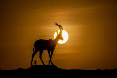 Gazelle leptoceros / Wildlife  Fotografie von Fotograf mory_net | STRKNG