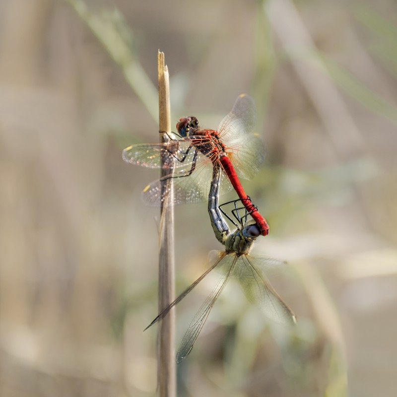 dragonfly - &copy; mojgan sheykhi | Wildlife