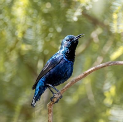 Hummingbird / Tiere  Fotografie von Fotografin mojgan sheykhi | STRKNG