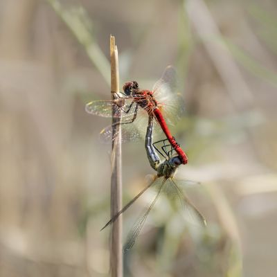 dragonfly / Wildlife  Fotografie von Fotografin mojgan sheykhi | STRKNG