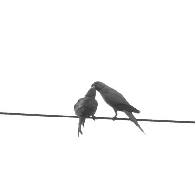 Love / Schwarz-weiss  Fotografie von Fotograf Neeraj Narwal | STRKNG