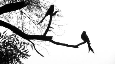 Morning Birds / Black and White  photography by Photographer Neeraj Narwal | STRKNG