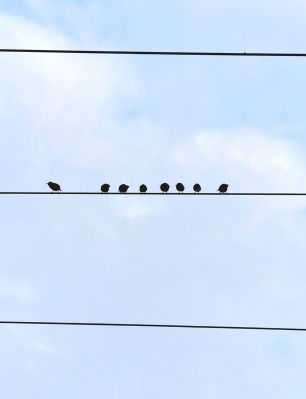 Birds on Wire / Stadtlandschaften  Fotografie von Fotograf Marc leppin ★1 | STRKNG