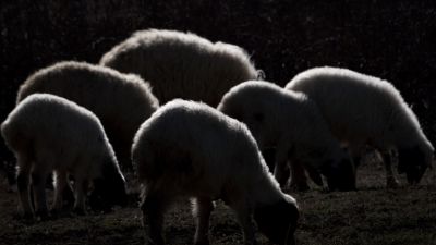 Sheeps / Tiere  Fotografie von Fotograf Sina Shahjani | STRKNG