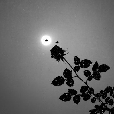 Star pollen / Konzeptionell  Fotografie von Fotograf Lucas Garcete ★2 | STRKNG