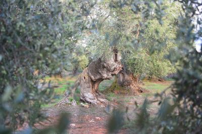 Always here / Landscapes  photography by Photographer Klaudia Delmer | STRKNG