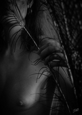 » #3/7 « / Peacocks Feather / Blog post by <a href="https://strkng.com/en/model/peacocks+feather/">Model Peacocks feather</a> / 2018-11-27 10:39
