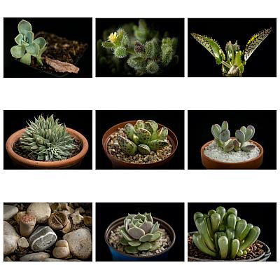 Succulent shoot - Blog post by Photographer Hamish Niven / 2020-06-19 13:51