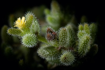 flowering / Natur / nature,succulent,macro,life