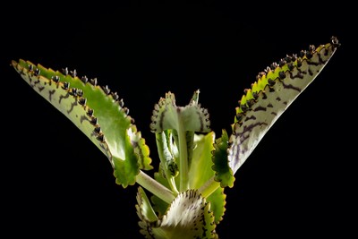 Mother of millions / Natur / plant,nature,macro,life