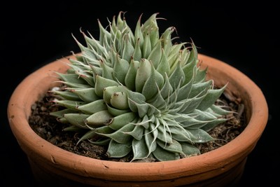 Silver and green / Natur / plants,succulent,nature,macro