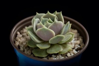 Simple elegance / Natur / nature,succulent,macro,plants