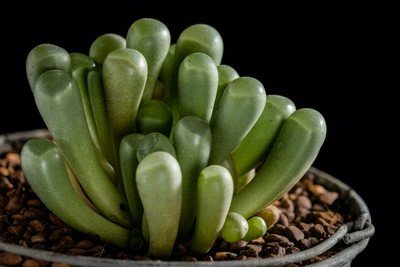 Bulbous / Natur / nature,macro,plants,succulent