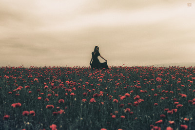 » #1/5 « / Poppies / Blog post by <a href="https://strkng.com/en/photographer/valou+perron---photography---/">Photographer Valou Perron...Photography...</a> / 2018-06-13 12:57