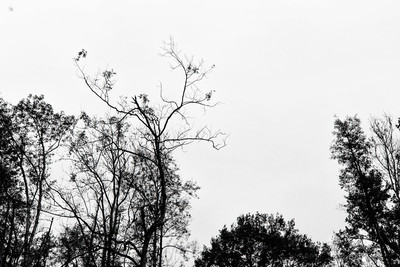 Esquisse / Schwarz-weiss / nature,forest,minimalist,landscape,photography,photographer,europe,poetry,art-work,visual-art,black,white,bw