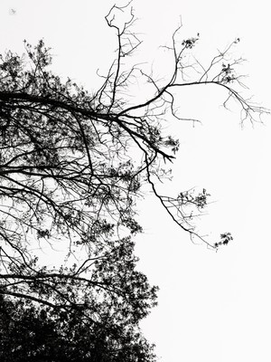 Esquisses / Schwarz-weiss / nature,landscape,forest,minimalist,bw,black,white,trees,poetry,photographe,photography,visual-art,art-work