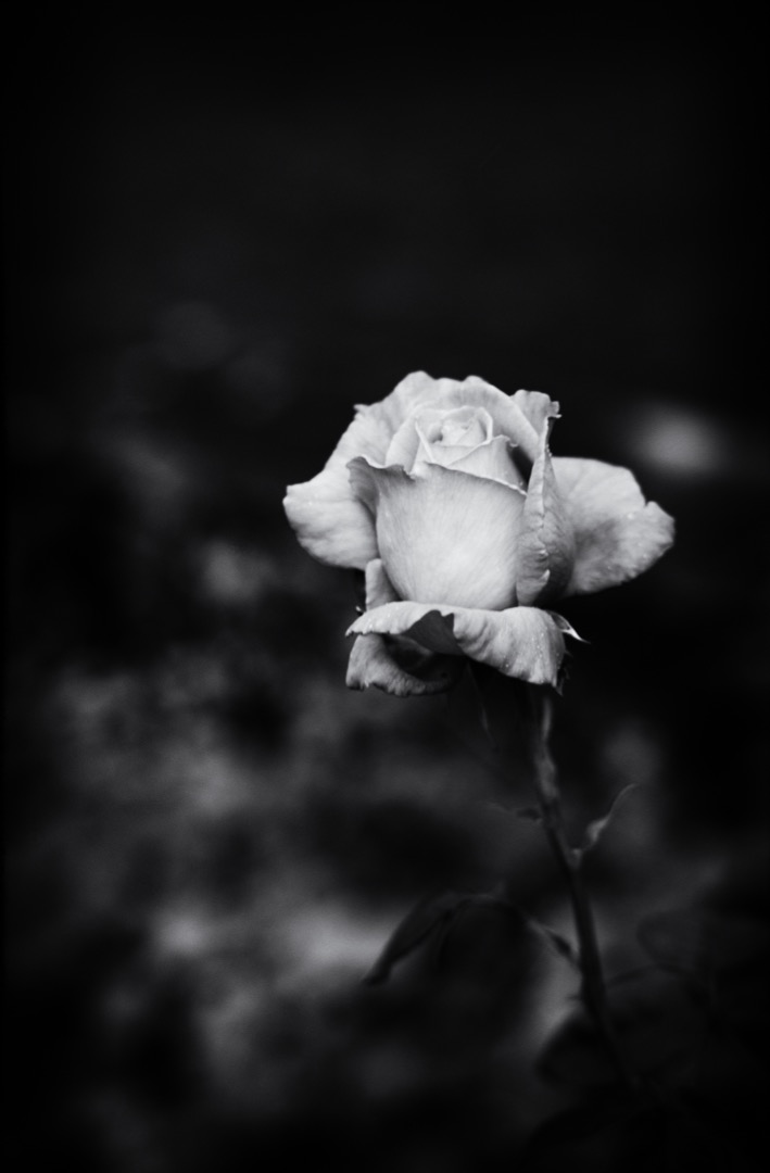 rose / Schwarz-weiss / rose,blackandwhite,blackandwhitephotography,love