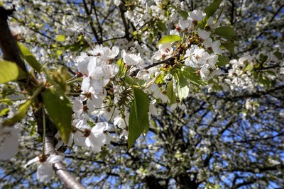 Weiße Baumblüten im Frühling / Natur / weiß,baum,frühling