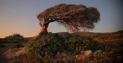 Sehnsucht nach Griechenland / Nude / Griechenland,Baum,Windflüchter