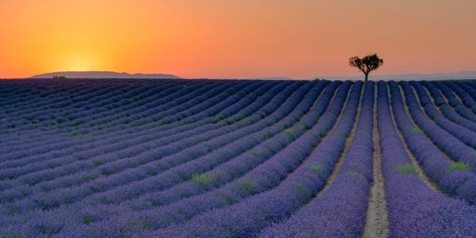 Lavendelblüte in der Provence &copy;  kwerfeldein