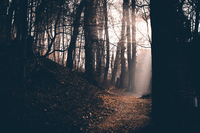 mystic light / Landscapes / fog,Nebel,Wald,forest