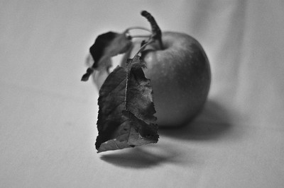 » #5/9 « / Autumn Study / Blog post by <a href="https://strkng.com/en/photographer/risu/">Photographer Risu</a> / 2018-09-22 19:58