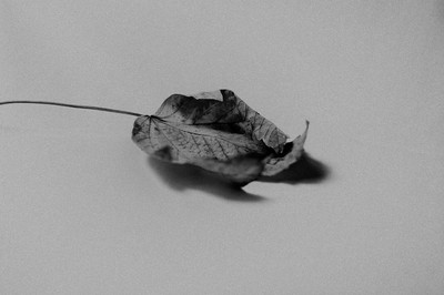 » #8/9 « / Autumn Study / Blog post by <a href="https://strkng.com/en/photographer/risu/">Photographer Risu</a> / 2018-09-22 19:58